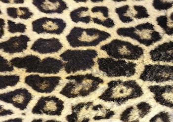Leopard pattern, real skin background | Free Photo - rawpixel