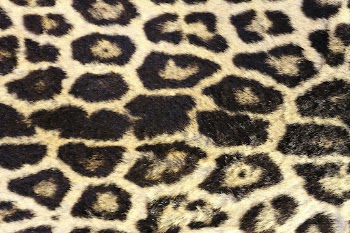 Leopard pattern, real texture, animal | Free Photo - rawpixel