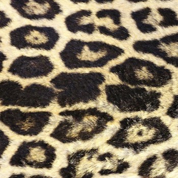 Leopard pattern, real texture, animal | Free Photo - rawpixel