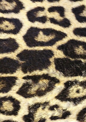 Leopard pattern, real texture, animal | Free Photo - rawpixel