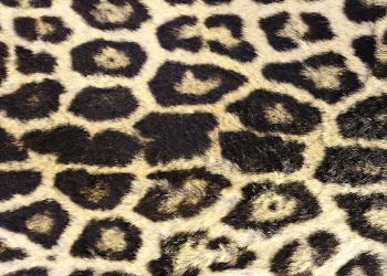 Leopard pattern, real texture, animal | Free Photo - rawpixel