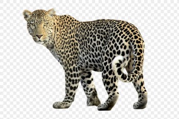 Leopard png clipart, wildlife, transparent | Free PNG - rawpixel