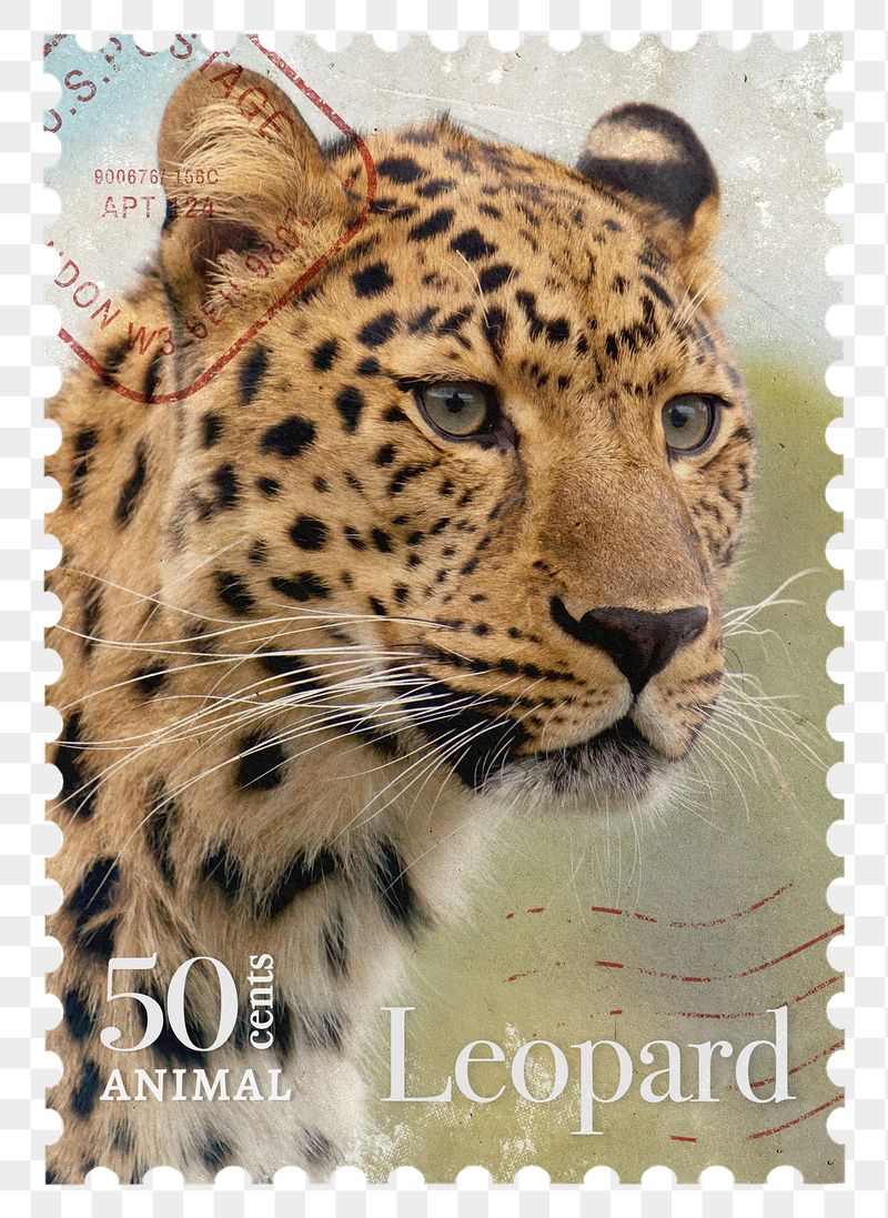Leopard png post stamp sticker, | Free PNG - rawpixel