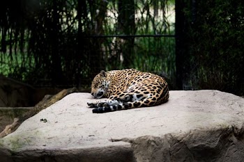 leopard reclining on brown surface