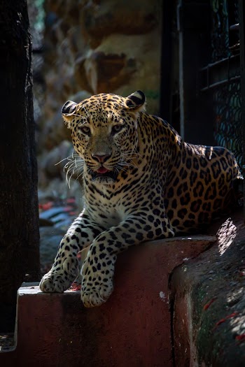Leopard Resting on Concrete Stairs