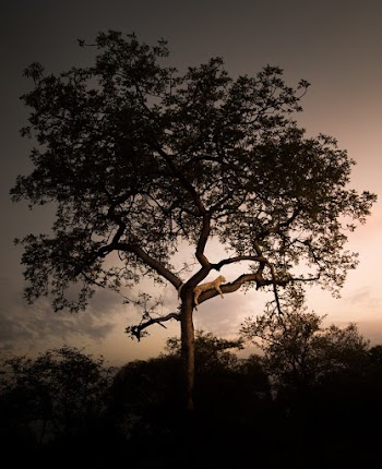 Leopard resting on top of Tree