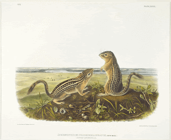 Leopard Spermophile, Male and Female. | Free Photo - rawpixel