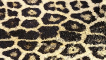 Leopard texture HD wallpaper, high | Free Photo - rawpixel