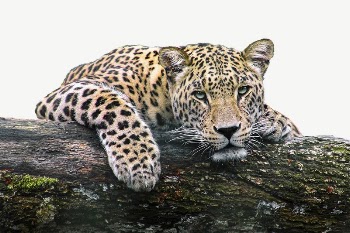 Leopard tiger collage element psd | Free PSD - rawpixel
