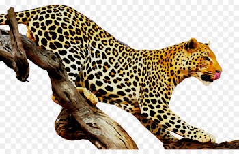 Leopard Tiger Felidae Stock photography Royalty-free -  