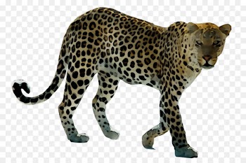 Leopard Tiger Lion Polar bear -  
