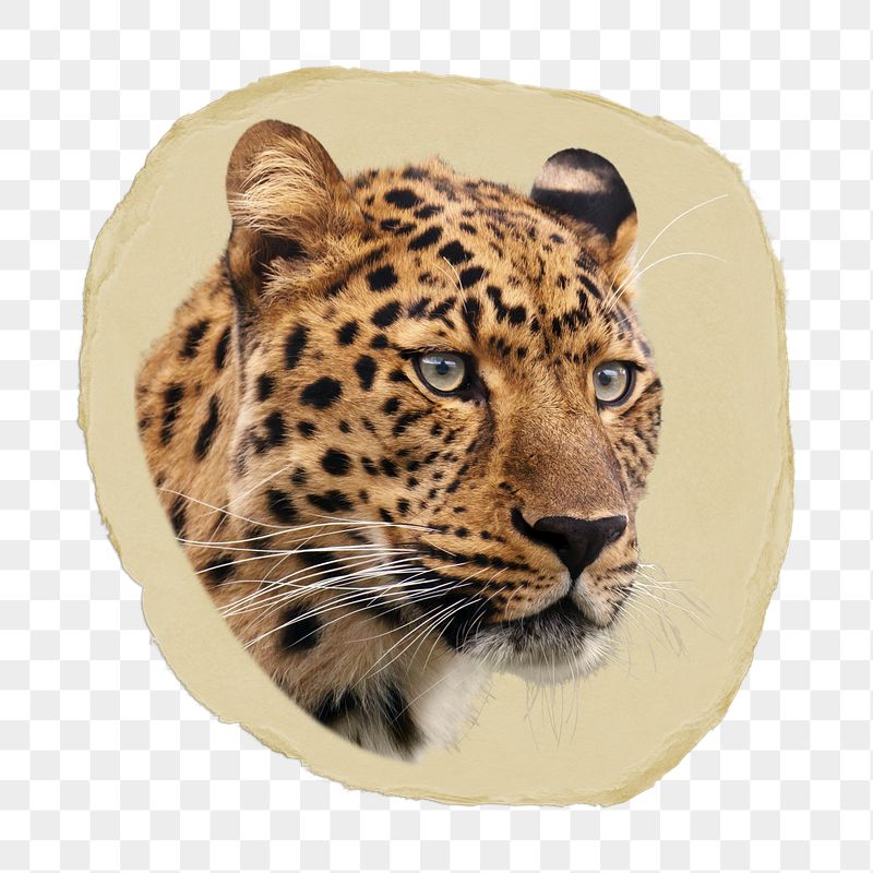 Leopard tiger png ripped paper | Free PNG - rawpixel