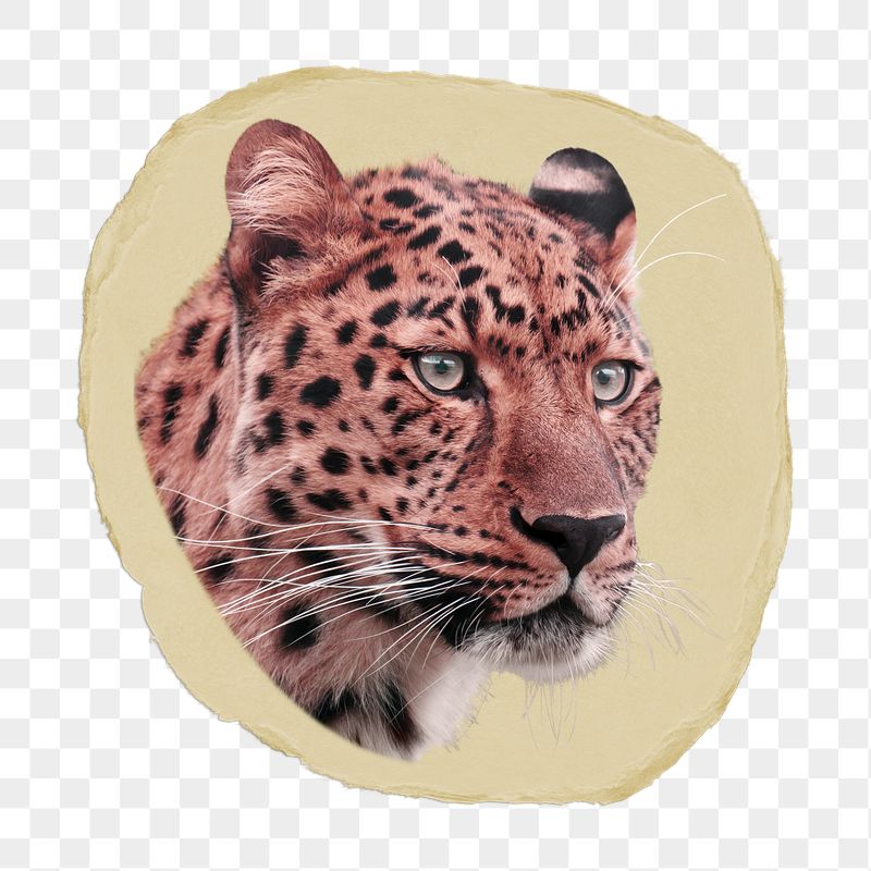 Leopard tiger png ripped paper | Free PNG - rawpixel
