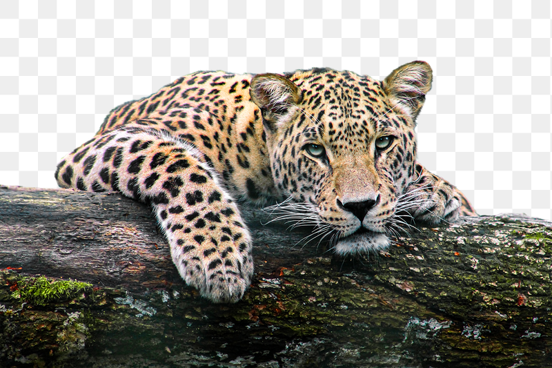 Leopard tiger png sticker, transparent | Free PNG - rawpixel