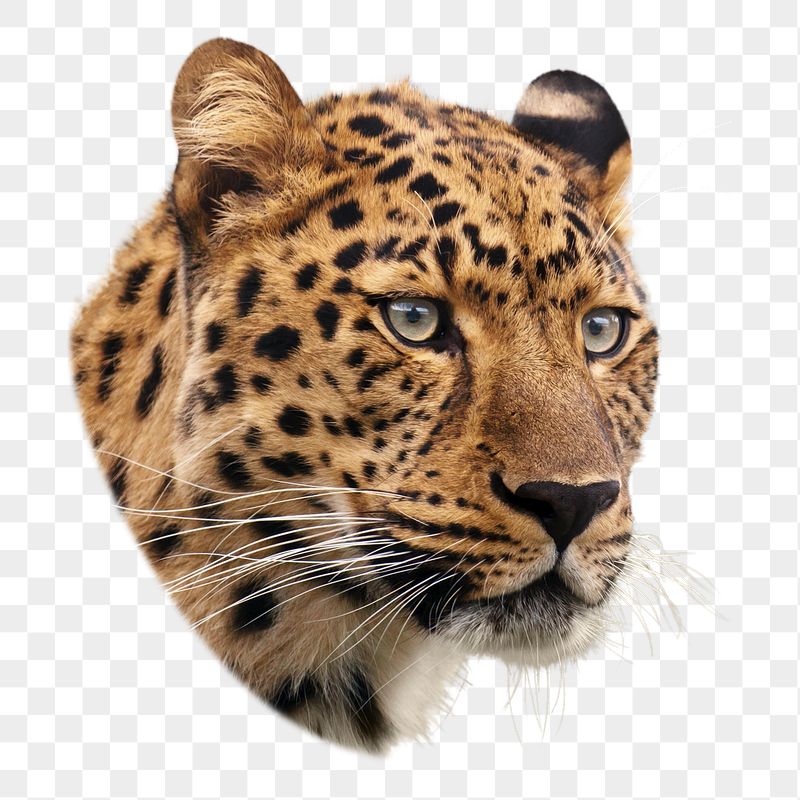 Leopard tiger png sticker, wild | Free PNG - rawpixel