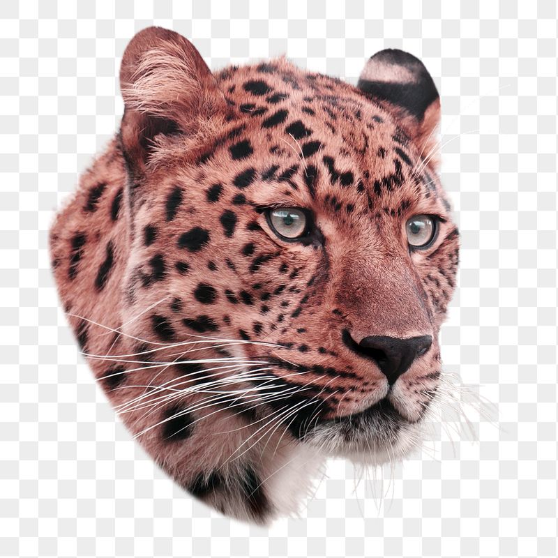 Leopard tiger png sticker, wild | Free PNG - rawpixel