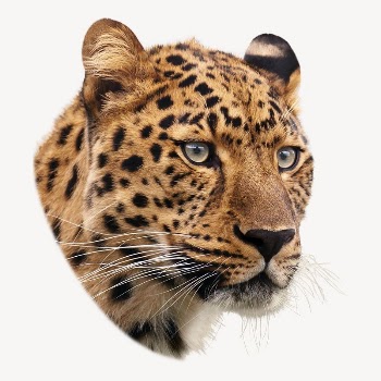 Leopard tiger sticker, wild animal | Free PSD - rawpixel