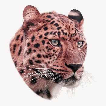 Leopard tiger sticker, wild animal | Free PSD - rawpixel