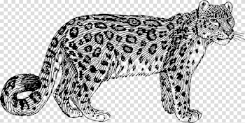 Leopard Wildcat Animal - Free vector graphic on Pixabay