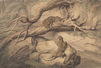 Leopards at Play Among Fallen | Free Photo - rawpixel