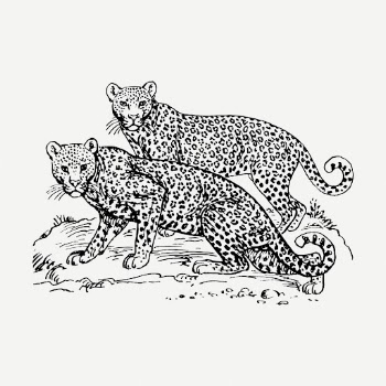 Leopards drawing clipart, animal illustration | Free PSD - rawpixel