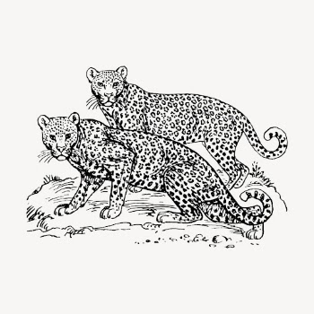 Leopards hand drawn clipart, animal | Free Vector - rawpixel