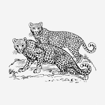 Leopards hand drawn illustration. Free | Free Photo - rawpixel