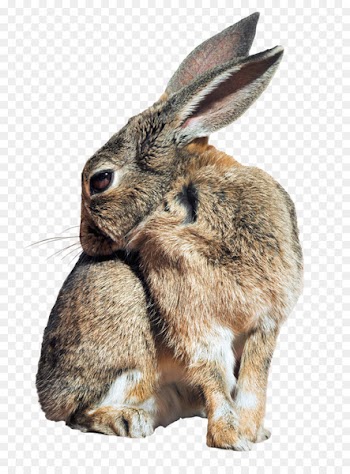 Leporids Domestic rabbit - Bunny Rabbit 
