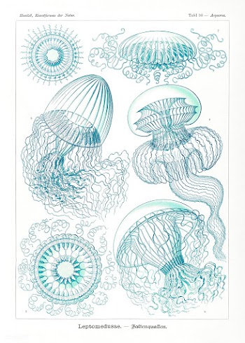 Leptomedusae&ndash;Faltenquallen from Kunstformen der Natur (1904) by .. | Free public domain illustration - 2272232