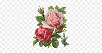 Les Roses De Provence