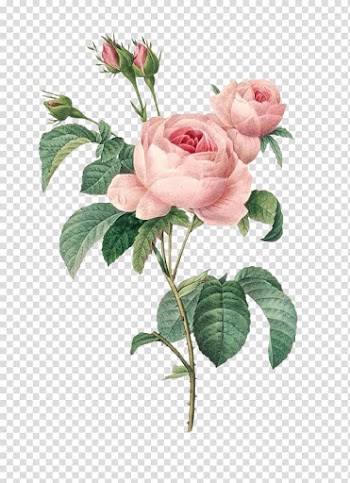Les roses Flowers Cabbage rose Printing, Flowers transparent background PNG clipart