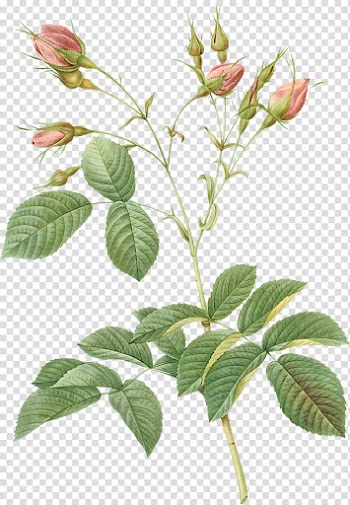 Les roses Pierre-Joseph Redouté (1759-1840) Frames, rose transparent background PNG clipart
