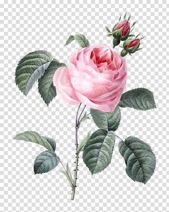 Les roses Pierre-Joseph Redouté (1759-1840) Moss rose Engraving, painting transparent background PNG clipart