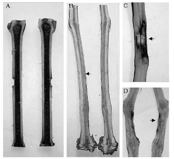 Lesions on stems/trunks of 2-year-old nursery plants 3 months ...