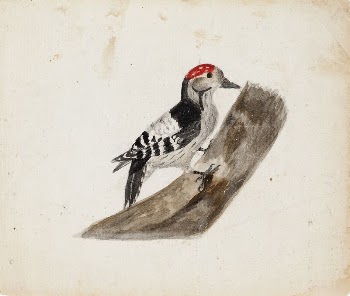 Lesser spotted woodpecker, male, 1830, | Free Photo - rawpixel