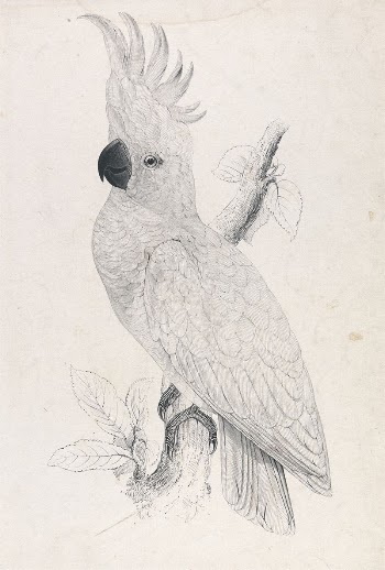 Lesser Sulphur-crested Cockatoo (Plate 4) | Free Photo - rawpixel