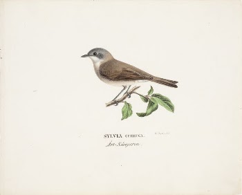Lesser whitethroat, 1829, Wilhelm von | Free Photo - rawpixel