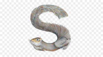 Letter Alphabet Name W - Simple squirrel letter s 