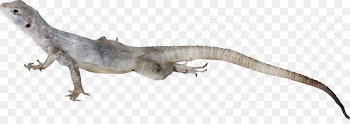 Letter Word Ya Velociraptor Dictionary -  