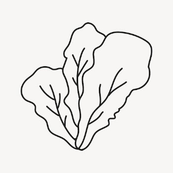 Lettuce clipart, salad vegetable doodle | Free Vector Illustration - rawpixel