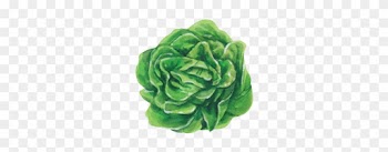 Lettuce - Garden Roses