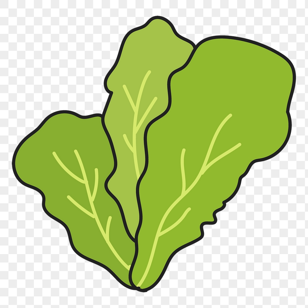 Lettuce png sticker, vegetable doodle | Free PNG Illustration - rawpixel