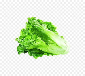 Lettuce Portable Network Graphics Vegetable Greens Clip art - alface design element 