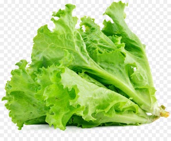 Lettuce sandwich Butterhead lettuce Vegetable Salad Food - lettuce 
