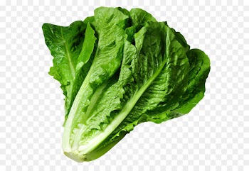 Lettuce sandwich Wrap Iceberg lettuce Clip art - Lettuce PNG Picture 