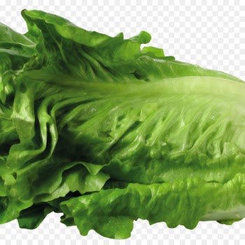 Lettuce soup Celtuce Romaine lettuce Greek salad - salad 