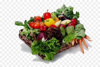 Lettuce Vegetarian cuisine Salad Recipe Food -  