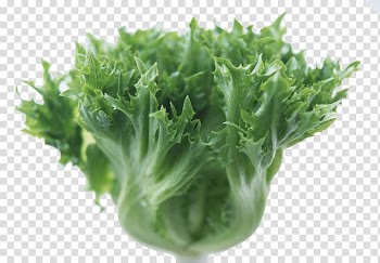 Lettuce Vinaigrette Seafood Larb Vegetable, A cabbage transparent background PNG clipart