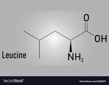 leucine amino acid molecule skeletal formula