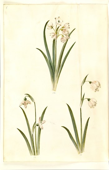 Leucojum aestivum (summer plum);Galanthus nivalis | Free Photo - rawpixel